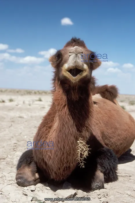 : Bactrian Camel : Bactrian Camel
