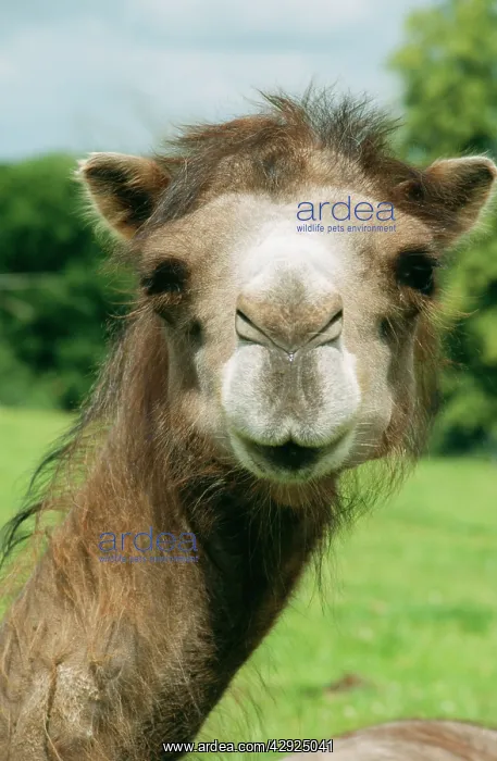 : Bactrian CAMEL : Bactrian CAMEL