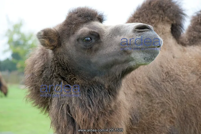 : Bactrian Camel : Bactrian Camel