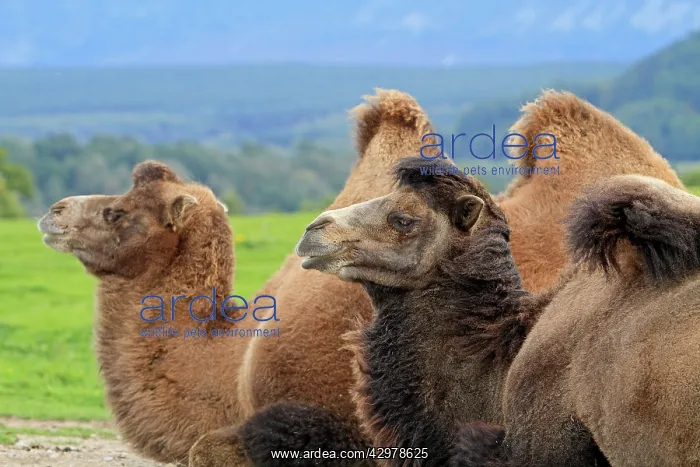 : Bactrian Camel : Bactrian Camel