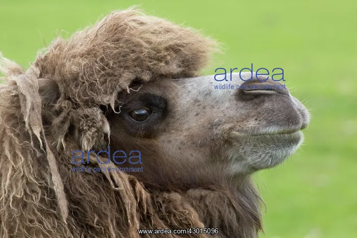: Bactrian Camel : Bactrian Camel