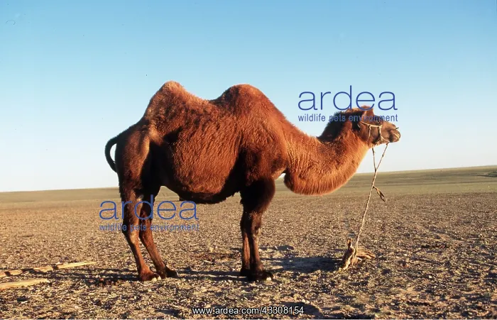 : BACTRIAN CAMEL : BACTRIAN CAMEL