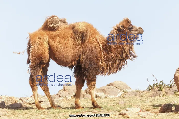 : BACTRIAN CAMEL : BACTRIAN CAMEL