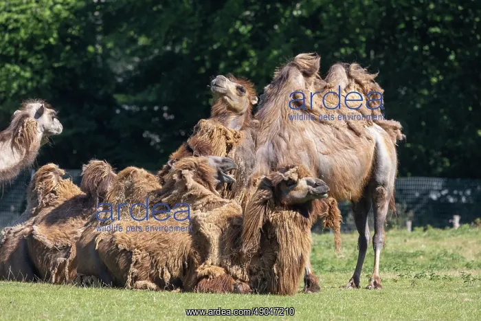 : BACTRIAN CAMEL : BACTRIAN CAMEL