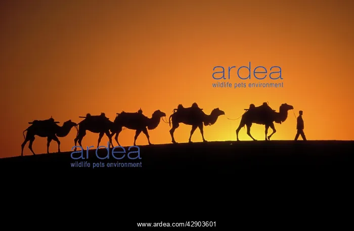  : Bactrian Camel - Camel train