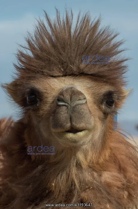 : Bactrian camel (Camelus bactrianus), portrait, Central : Bactrian camel (Camelus bactrianus), portrait, Central