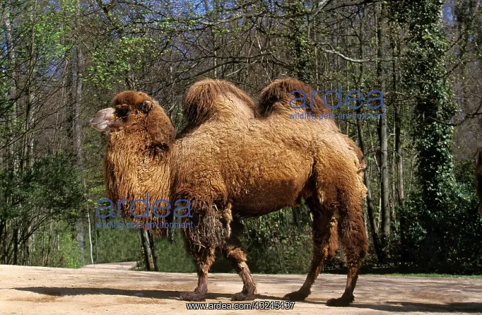 : BACTRIAN CAMEL (camelus bactrianus) : BACTRIAN CAMEL (camelus bactrianus)