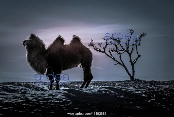 : Bactrian camel (Camelus bactrianus), silhouette : Bactrian camel (Camelus bactrianus), silhouette
