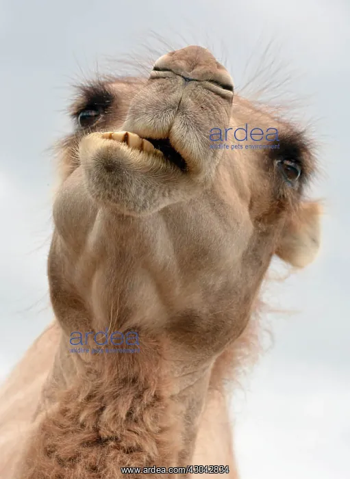 : Bactrian Camel chewing its food : Bactrian Camel chewing its food