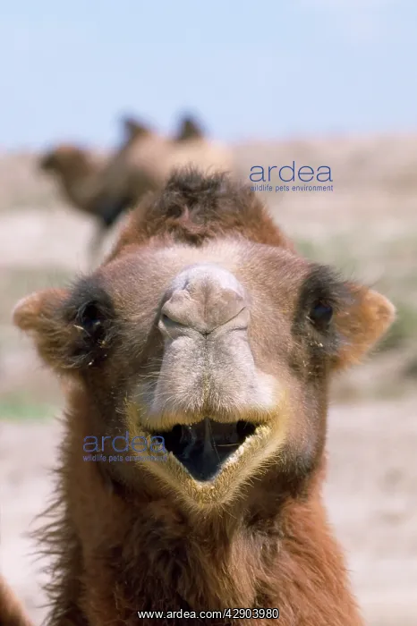 : Bactrian CAMEL - close-up of head : Bactrian CAMEL - close-up of head