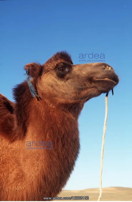 : BACTRIAN CAMEL - close-up of head : BACTRIAN CAMEL - close-up of head