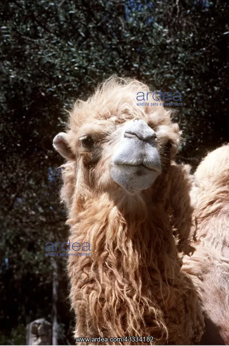 : Bactrian CAMEL - close-up of head : Bactrian CAMEL - close-up of head