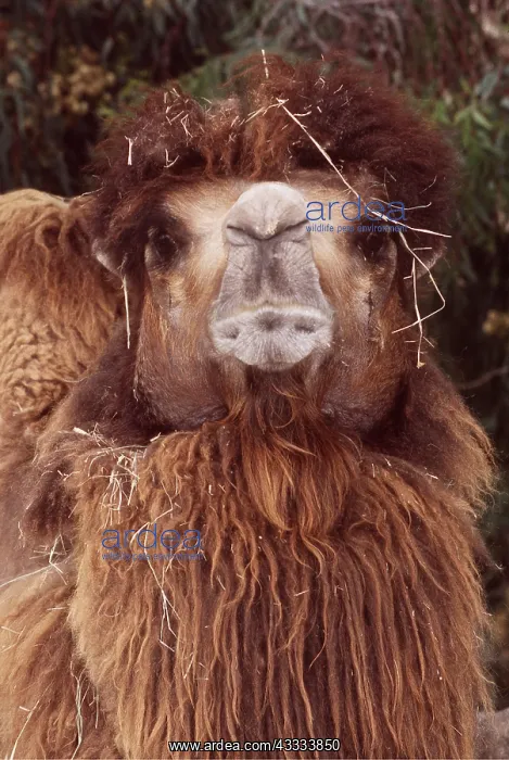 : BACTRIAN CAMEL - close-up, head-on : BACTRIAN CAMEL - close-up, head-on