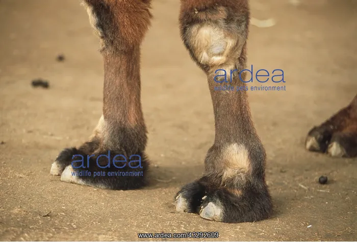: BACTRIAN CAMEL - Front feet : BACTRIAN CAMEL - Front feet