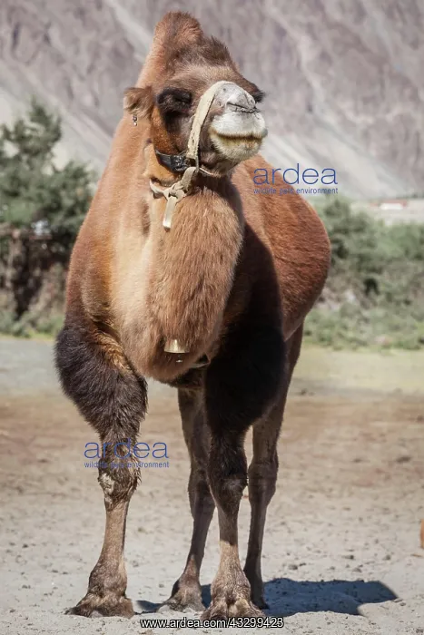 : Bactrian camel in Himalayas. Hunder village, Nubra : Bactrian camel in Himalayas. Hunder village, Nubra