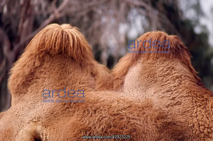 : Bactrian Camel - humps, well fed, winter coat : Bactrian Camel - humps, well fed, winter coat