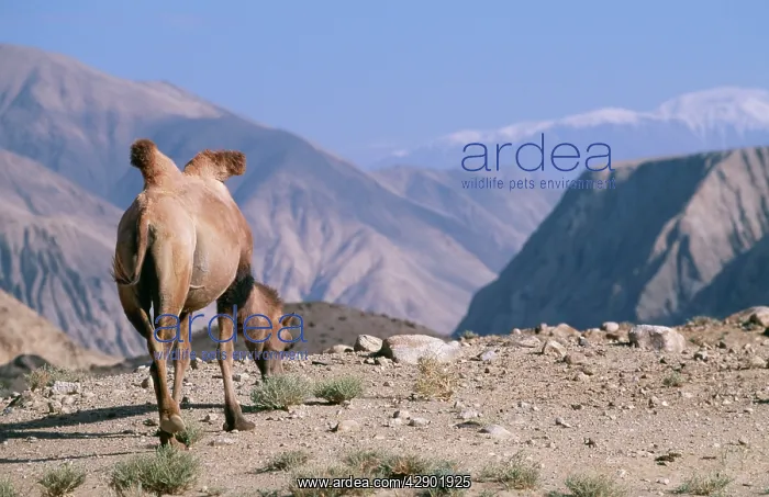 : BACTRIAN CAMEL - in landscape : BACTRIAN CAMEL - in landscape