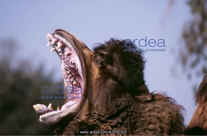 : BACTRIAN CAMEL - male, close-up of head yawning : BACTRIAN CAMEL - male, close-up of head yawning