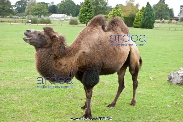 : Bactrian Camel - found naturally in the Gobi Desert : Bactrian Camel - found naturally in the Gobi Desert
