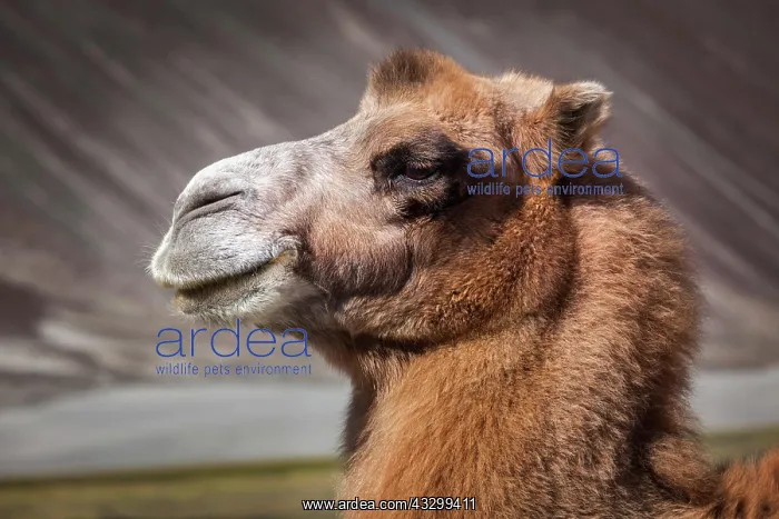 : Bactrian camel portrait close up in Himalayas. Hunder : Bactrian camel portrait close up in Himalayas. Hunder