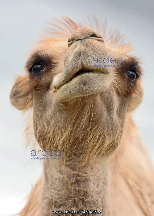 : Bactrian Camel sneering with disdain : Bactrian Camel sneering with disdain