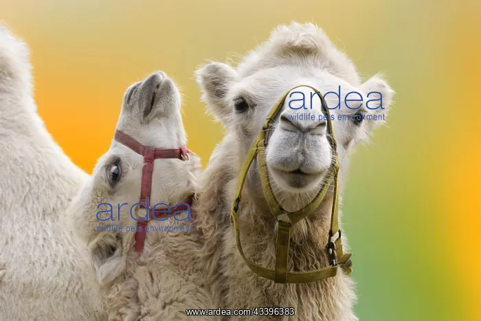 : Bactrian camel steppe wolf (bactrianus) : Bactrian camel steppe wolf (bactrianus)