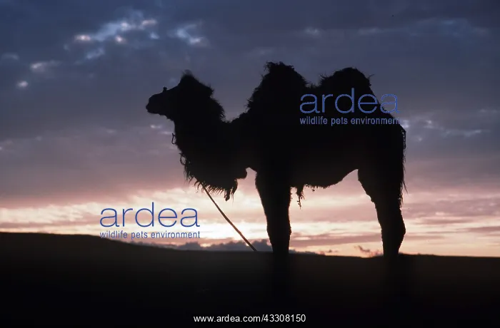 : BACTRIAN CAMEL - at sunset : BACTRIAN CAMEL - at sunset