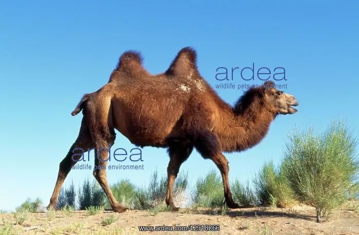 : BACTRIAN CAMEL - walking in desert : BACTRIAN CAMEL - walking in desert