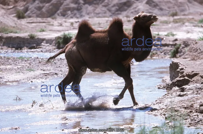 : BACTRIAN CAMEL - in water : BACTRIAN CAMEL - in water