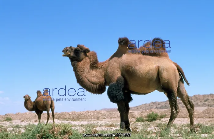 : BACTRIAN CAMEL - x two : BACTRIAN CAMEL - x two