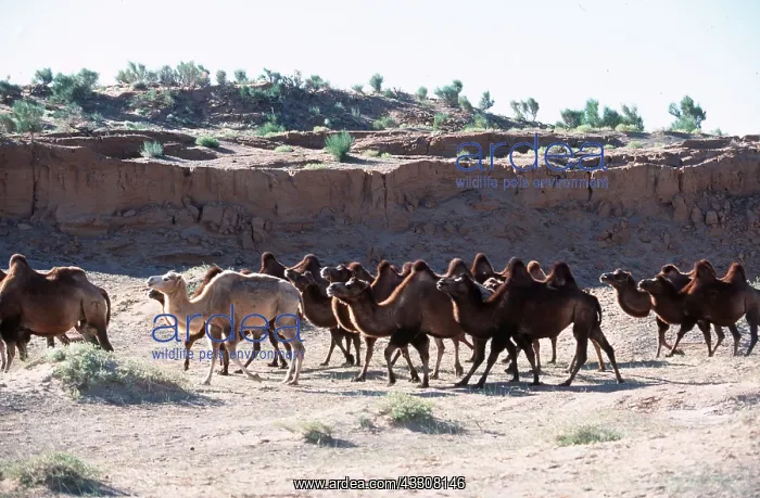  : BACTRIAN CAMELS