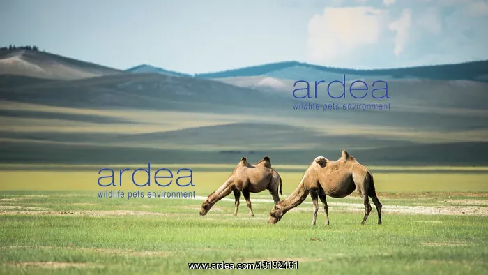 : Bactrian camels (Camelus bactrianus) - Province : Bactrian camels (Camelus bactrianus) - Province