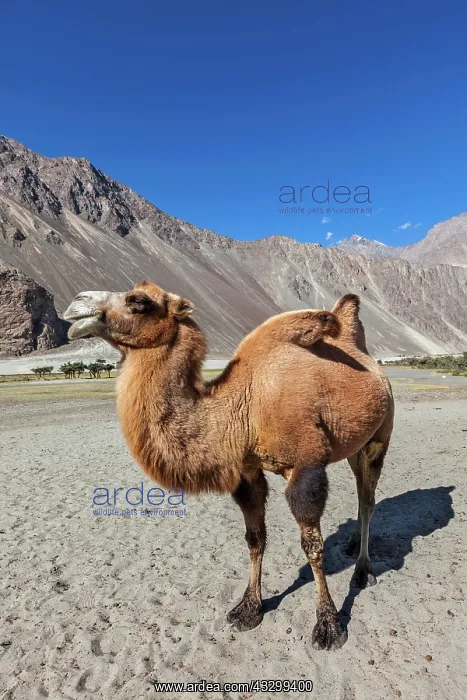 : Bactrian camels in Himalayas. Hunder village, Nubra : Bactrian camels in Himalayas. Hunder village, Nubra