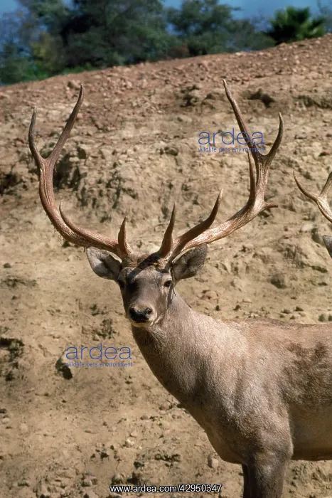 : Bactrian Red Deer - stag : Bactrian Red Deer - stag
