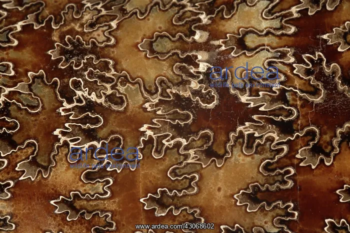: Baculites Fossil : Baculites Fossil