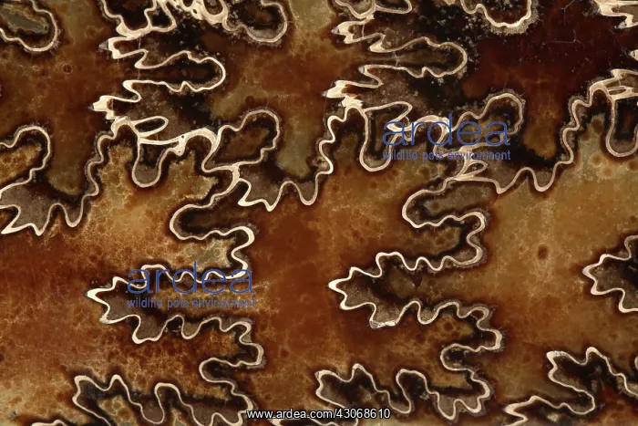 : Baculites Fossil : Baculites Fossil