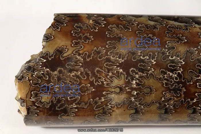 : Baculites Fossil : Baculites Fossil