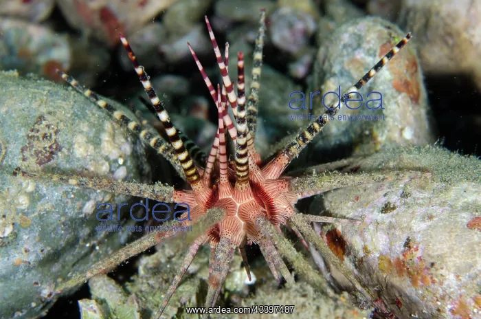 : Baculosa Urchin : Baculosa Urchin