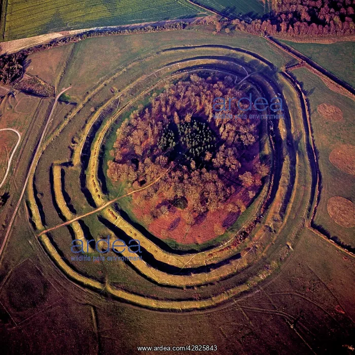 : Badbury Rings, An Iron Age hill fort), Dorset : Badbury Rings, An Iron Age hill fort), Dorset