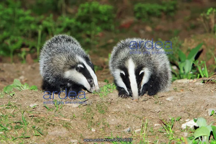 : Badger - 2 young animals beside sett : Badger - 2 young animals beside sett