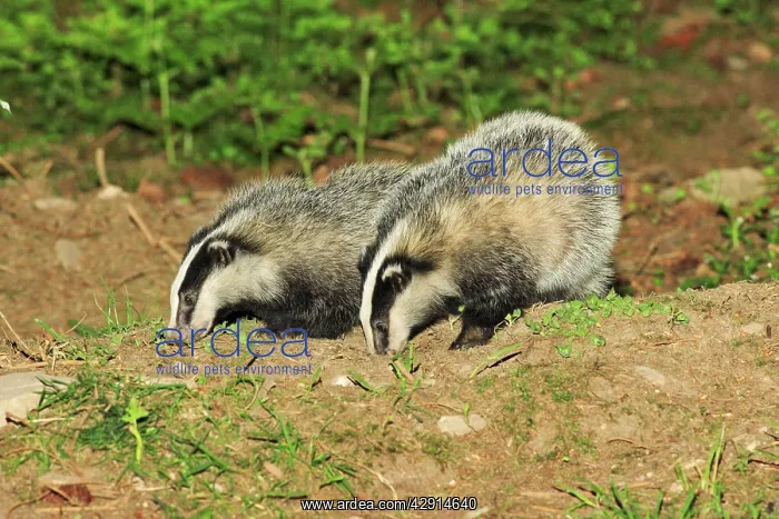 : Badger - 2 young animals beside sett : Badger - 2 young animals beside sett