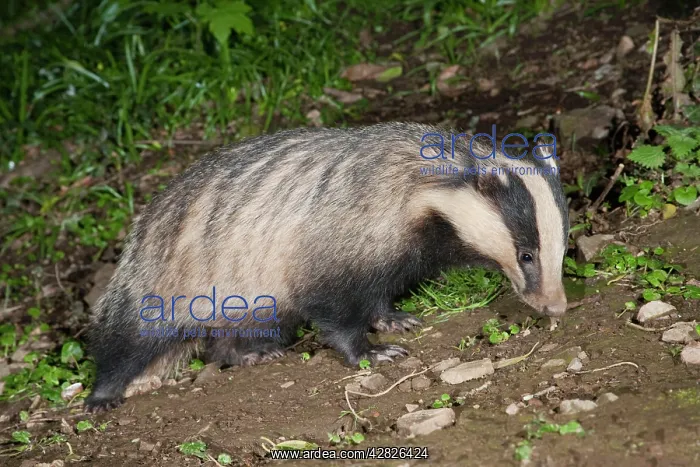  : Badger (Meles meles). Cornwall - UK