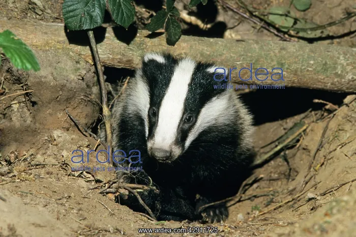  : Badger