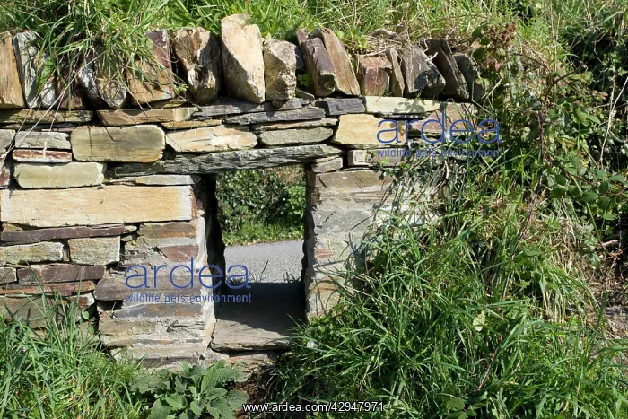 : Badger access left in wall : Badger access left in wall