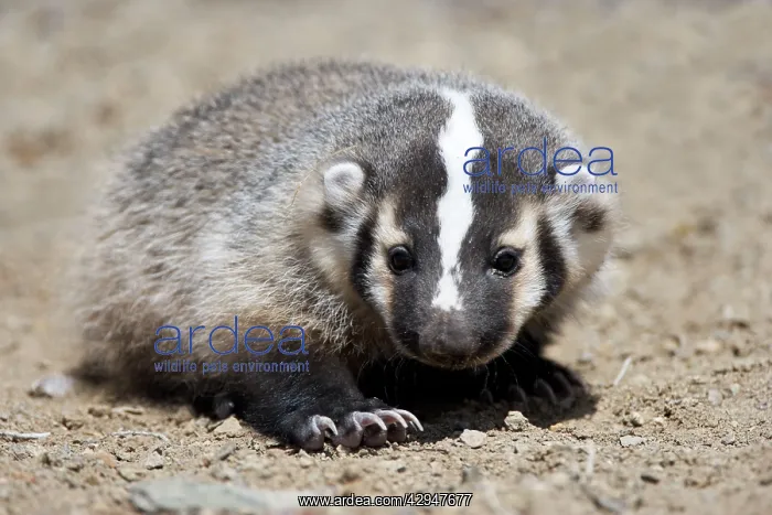 : Badger / American Badger - Juvenile : Badger / American Badger - Juvenile
