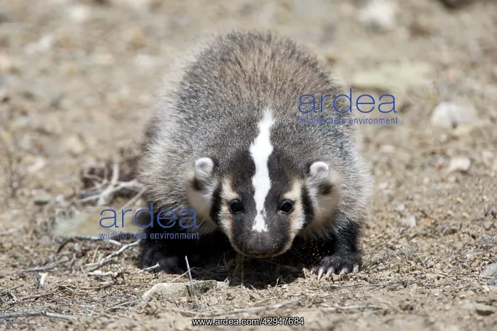 : Badger / American Badger - Juvenile : Badger / American Badger - Juvenile