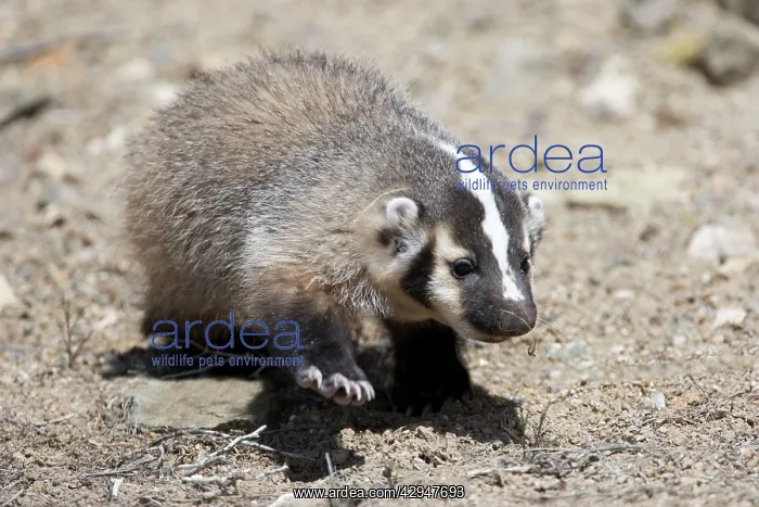 : Badger / American Badger - Juvenile : Badger / American Badger - Juvenile