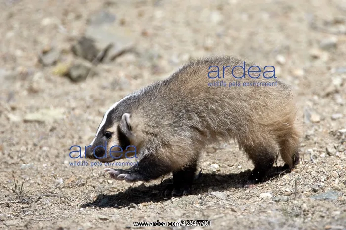 : Badger / American Badger - Juvenile : Badger / American Badger - Juvenile
