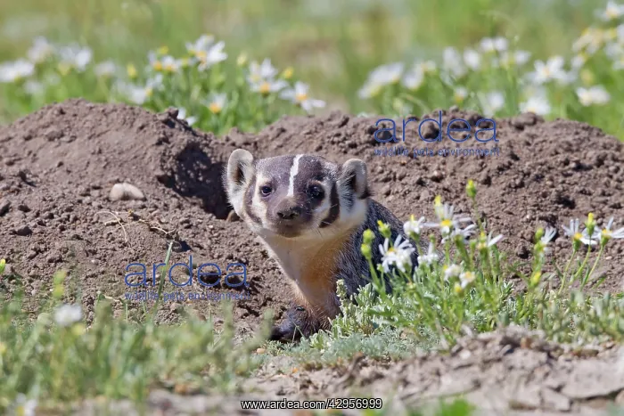 : Badger / American Badger - in a prairie dog town : Badger / American Badger - in a prairie dog town