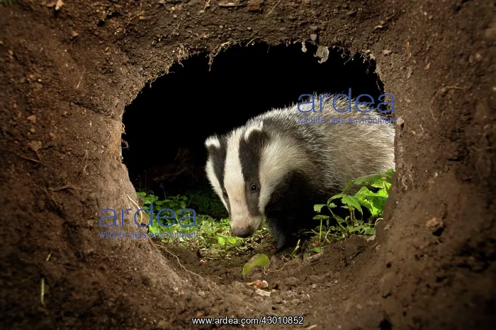 : Badger - appearing at nest : Badger - appearing at nest